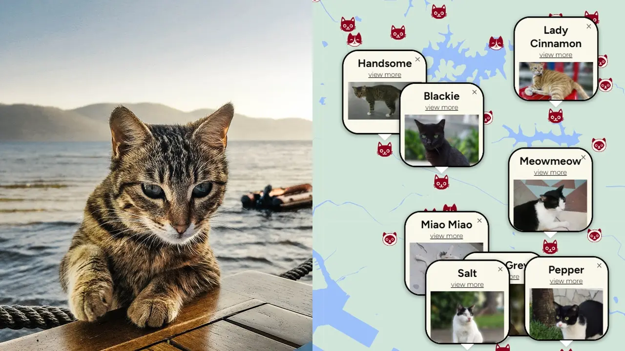 Peta Kucing Jalanan