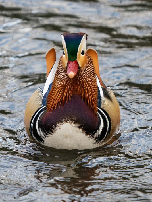Bebek mandarin muncul di sebuah kolam di Central Park, New York, Selasa (27/11). Bebek yang punya lebih dari 10 warna bulu dengan nama ilmiah Aix galericulata itu umumnya ditemukan di China, Jepang dan beberapa negara di Eropa. (Don EMMERT / AFP)