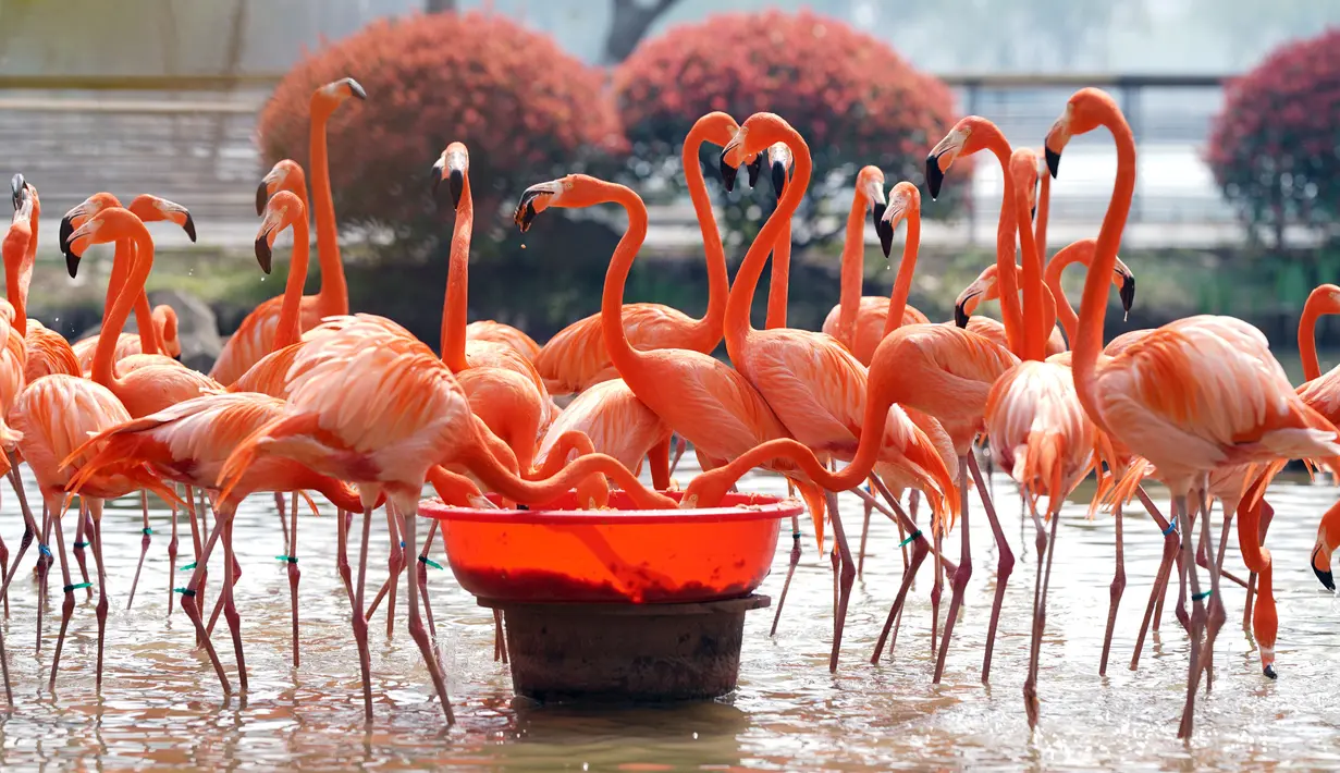 Sekumpulan flamingo terlihat sedang makan di Kebun Binatang Wuhan di Wuhan, Provinsi Hubei, China tengah, pada 13 Maret 2020. Kebun Binatang Wuhan ditutup pada 22 Januari lalu setelah merebaknya COVID-19. (Xinhua/Cai Yang)