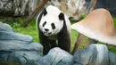 Seekor panda raksasa terlihat di taman panda raksasa yang baru dibuka di Prefektur Otonom Etnis Tujia dan Miao Xiangxi, Provinsi Hunan, China tengah, pada 1 Juli 2020. Delapan ekor panda raksasa dari Provinsi Sichuan, China barat daya, tampil perdana di taman itu pada Rabu (1/7). (Xinhua/Chen Sihan)