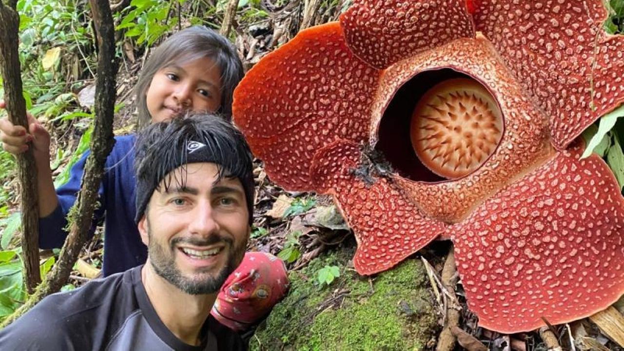 Dua Bunga Rafflesia Arnoldii Mekar Sempurna di Rejang Lebong, Tarik Perhatian Dunia