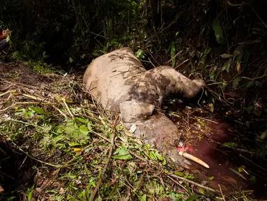 Seorang pria mengambil gambar bangkai gajah berumur 7 tahun yang mati di Desa Turue Cut, Pidie, Aceh, Kamis (18/11). Diduga gajah tersebut mati keracunan karena memakan tumbuhan berpestisida atau siput beracun. (AFP PHOTO/Zian)