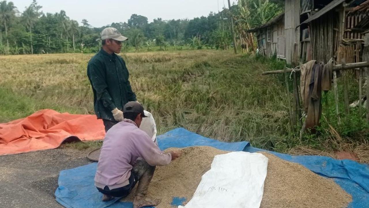 Panen Padi Lebak Februari 2026: Produksi Pangan Melimpah, Ekonomi Petani Meningkat