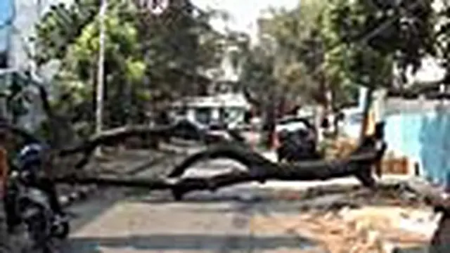 Pohon Besar Tumbang Dan Melintang Di Jalan