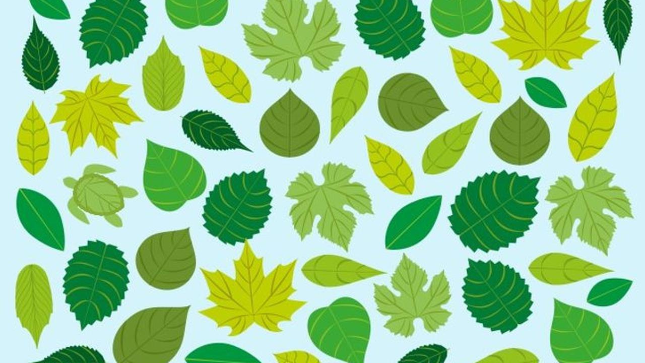 Tes Kepribadian: Cari Benda Berbeda dan Ketahui Seberapa Introvert Anda