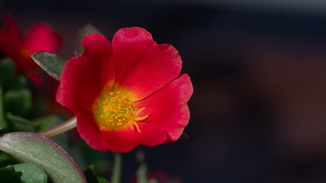 Portulaca