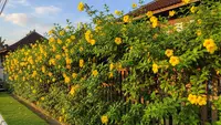 8 Jenis Tanaman Rambat Cepat Tumbuh untuk Pagar Rumah Biar Tidak Panas