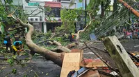 Pohon tumbang di tangerang selatan. (Liputan6.com/Pramita Tristiawati)