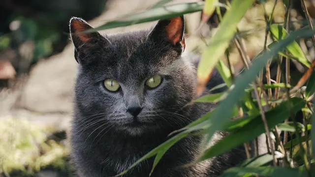 Grey Cat