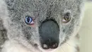 Seekor koala dengan kondisi genetik yang sangat langka  di Kebun Binatang Australia di Brisbane Utara, Selasa (12/7). Koala ini memiliki bola mata berwarna biru terang pada mata kanannya dan warna coklat pada mata kirinya. (STR/AUSTRALIA ZOO/AFP)