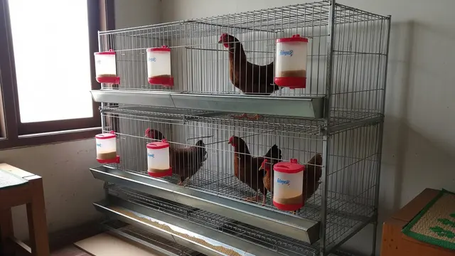 Ide Kandang Ayam Bertingkat untuk Menghemat Lahan Sempit di Rumah