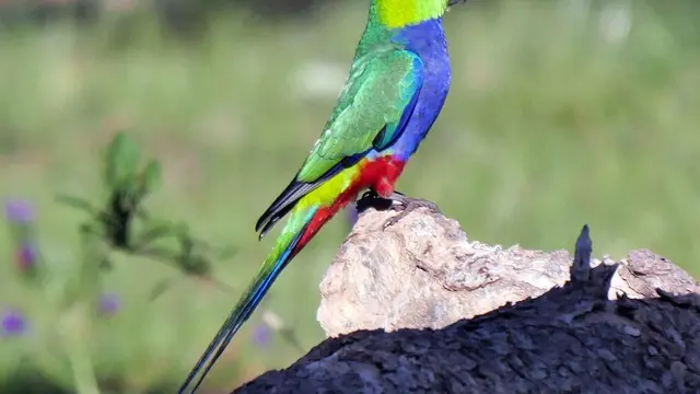 30 Hewan yang Memiliki Corak Warna yang dengan Pelangi, Menawan dan Unik