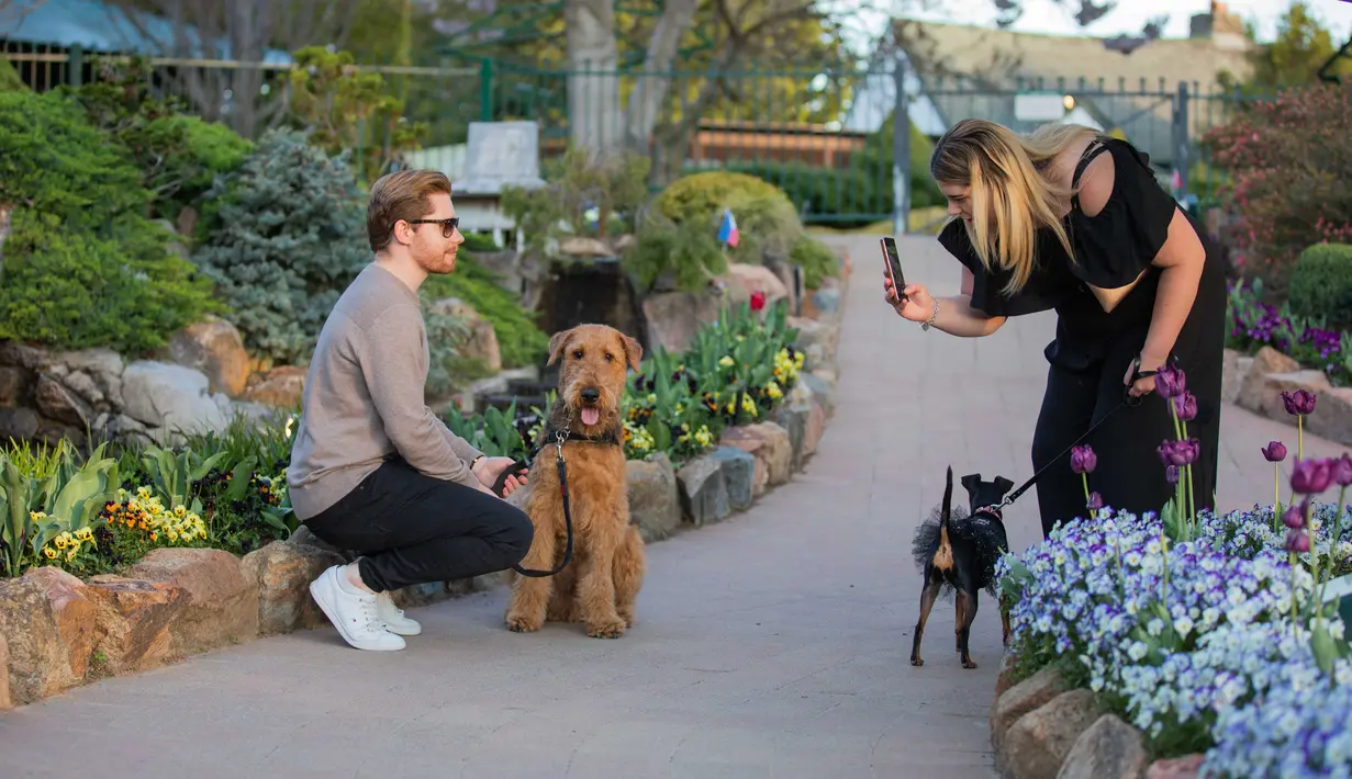 Sejumlah orang berfoto dengan anjing-anjing peliharaan mereka pada festival bunga tahunan Floriade di Canberra, Australia, pada 11 Oktober 2020. (Xinhua/Chu Chen)