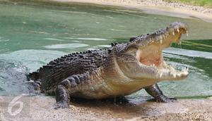 Ilustrasi Foto Buaya (iStockphoto)