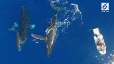 Momen langka terjadi di pantai lepas Honolulu, Hawaii. Keluarga ikan paus bungkuk menyambut hangat kedatangan wisatawan.