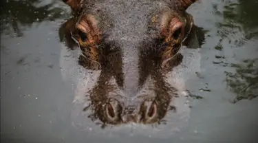 Fatima, seekor bayi kuda nil berumur dua setengah tahun beristirahat di sebuah kolam di Kebun Binatang Masaya, Nikaragua (6/9/2019). Fatima yang tiba minggu ini merupakan kuda nil pertama di kebun binatang nasional Nikaragua. (AFP Photo/Inti Ocon)