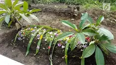 Wawan, pria yang menelan puluhan paku meninggal dunia. Kondisinya sempat membaik, kondisinya tiba-tiba memburuk.