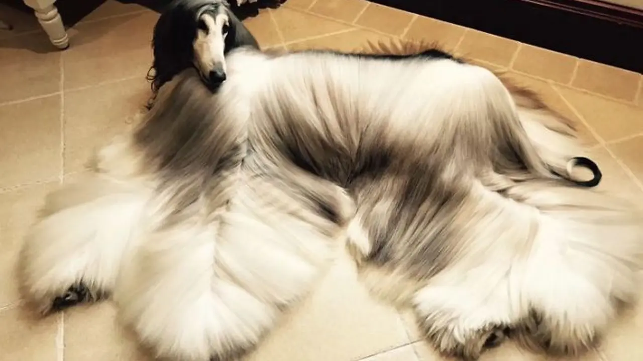 Anjing dengan harga perawatan yang fantastis (bored Panda)