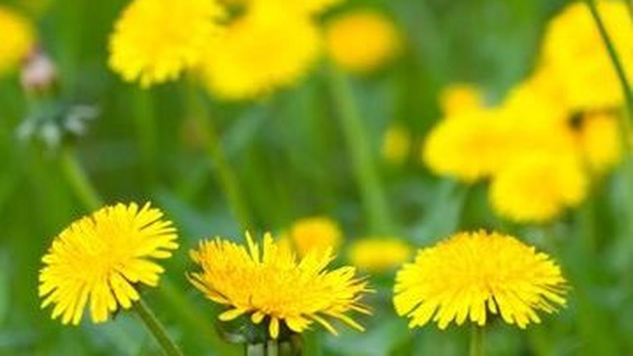 Yuk, mari kita eksplorasi lebih jauh tentang khasiat-khasiat dandelion yang mungkin belum banyak diketahui orang.
