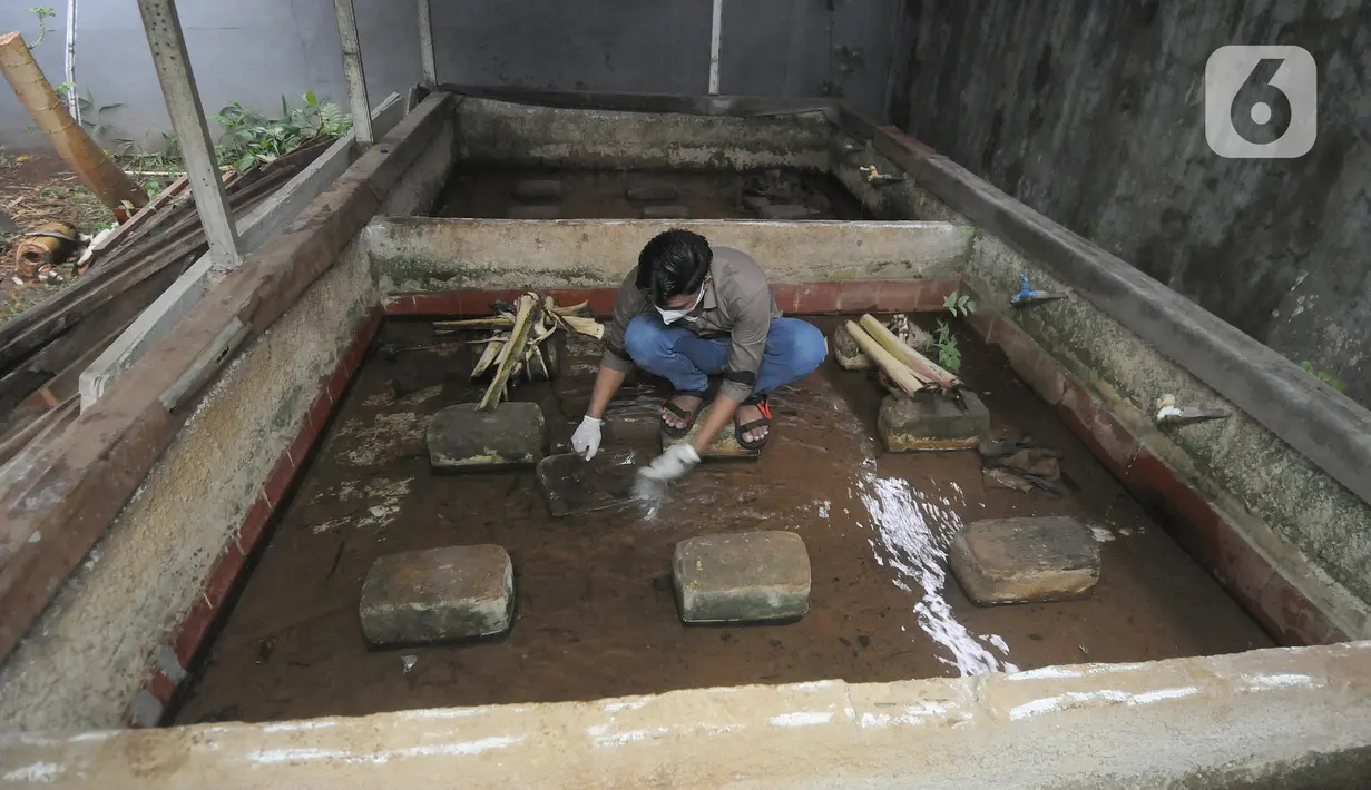 Peternak memanen lintah rawa (Hirudinaria Manillensis) di pengobatan mutahir adopsi zaman kuno di Bedahan Depok, Jawa Barat, Senin (1/3/2021). Lintah Rawa merupakan salah satu spesies lintah untuk mengobati radang sendi, penyakit jantung, diabetes dan sebagainya. (merdeka.com/Arie Basuki)