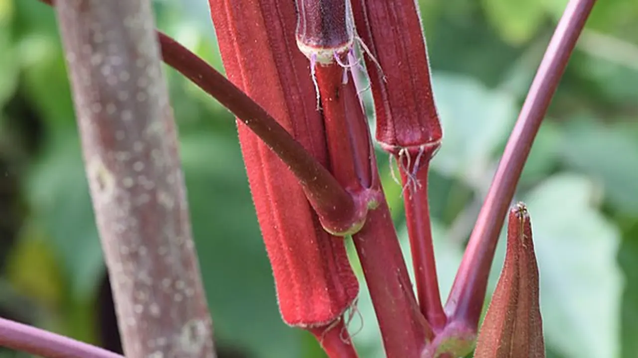 Tanaman Okra