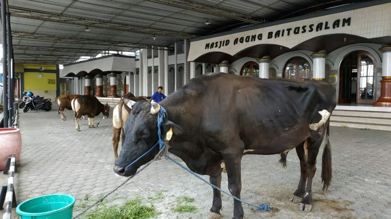 Keluarga Soeharto berkurban satu ekor sapi di Masjid Agung Baitussalam, Purwokerto. (Foto: Liputan6.com/Humas MAB/Muhamad Ridlo)