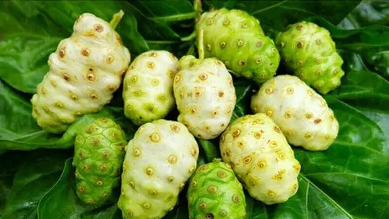 Cara Mengolah Buah Mengkudu, Ini Manfaatnya untuk Kesehatan