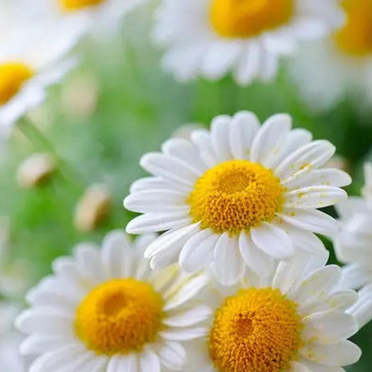 Resep Minuman Teh Chamomile, Ampuh untuk Turunkan Kolesterol dan Jaga Kesehatan Jantung