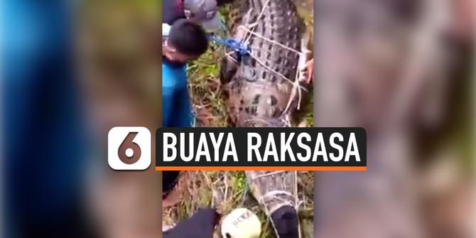 VIDEO: Warga Tunggangi Buaya Raksasa Penerkam Gadis di Kalimantan