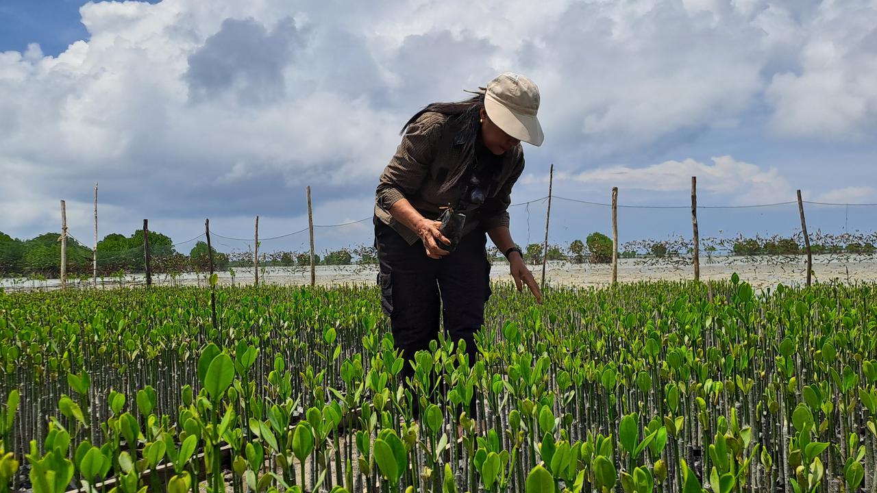 Romana Rebo memantau bibit mangrove yang ia tanam bersama puluhan ibu-ibu di Desa Berakit, Kabupaten Bintan. (Liputan6/ Novia Harlina)