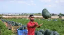Seorang petani Palestina menangkap semangka saat ia bekerja selama musim panen di tengah pandemi virus corona di Beit Lahia di Jalur Gaza utara dekat perbatasan dengan Israel (18/6/2021). (AFP/Mohammed Abed)
