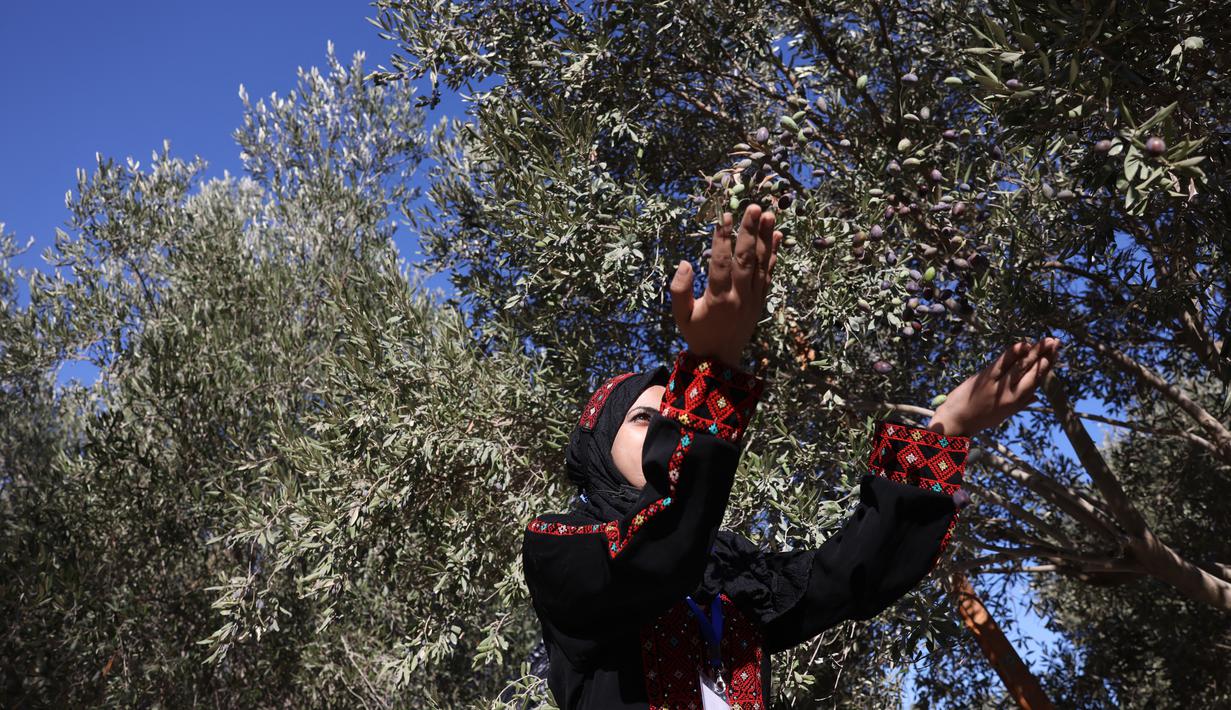Relawan Palestina membantu petani memanen buah zaitun selama musim panen di sebuah ladang di lingkungan Shijaiyah dekat perbatasan dengan Israel, timur Kota Gaza (7/10/2021). (AFP/Mohammed Abed)