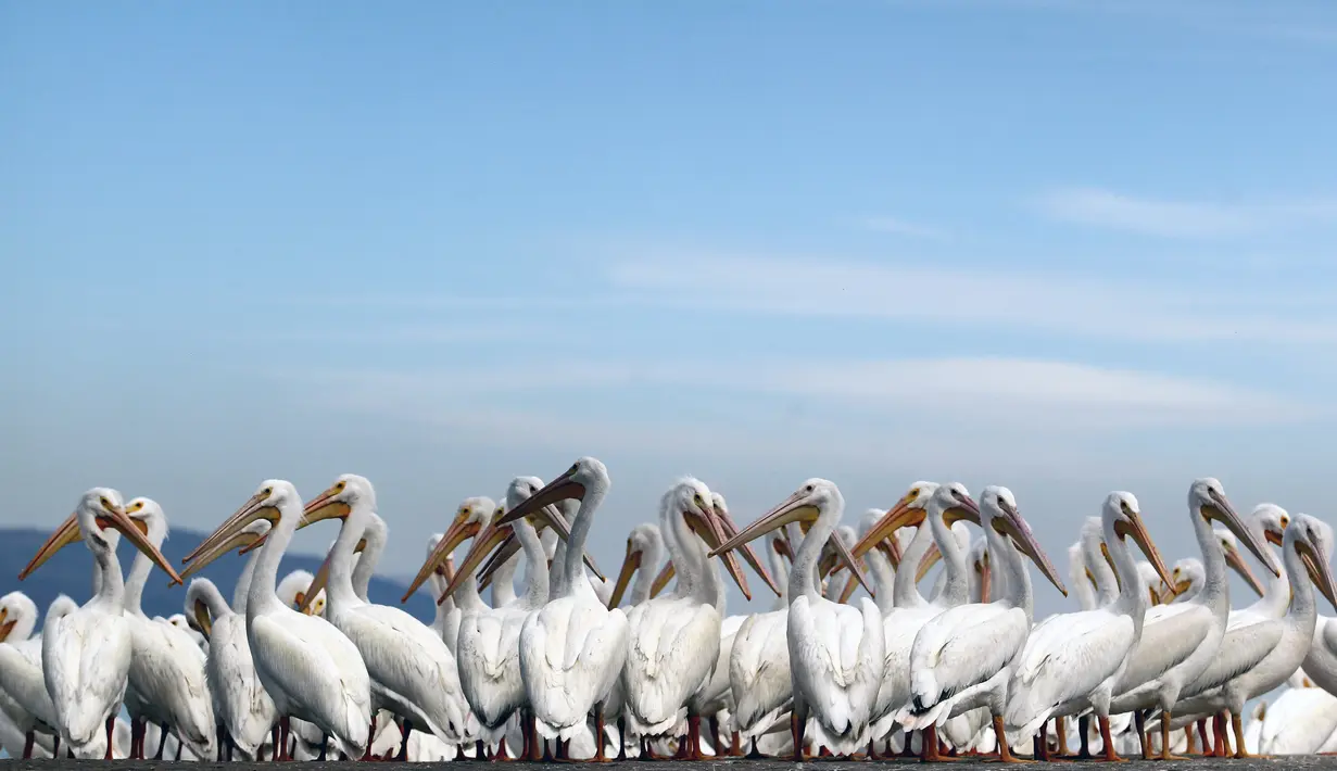 Sekelompok pelikan putih, salah satu burung terbesar di Kanada dan AS, terlihat di pantai laguna Chapala di Cojumatlan de Regules, Meksiko, pada 28 Januari 2022. Pelikan putih melakukan perjalanan ribuan kilometer bermigrasi dari suhu dingin Amerika Utara. (ULISES RUIZ / AFP)