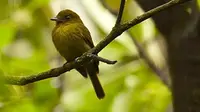Spesies burung di Panama ini diketahui biseksual karena tampak menyayangi burung jantan muda lainnya