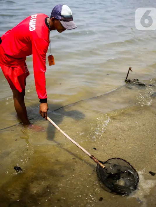 Petugas menggunakan jaring untuk menangkap ubur-ubur di Pantai Lagoon, Ancol Taman Impian, Jakarta, Rabu (9/10/2019). Kawanan ubur-ubur mulai terlihat di Pantai Lagoon Ancol sejak 6 Oktober lalu. (Liputan6.com/Faizal Fanani)