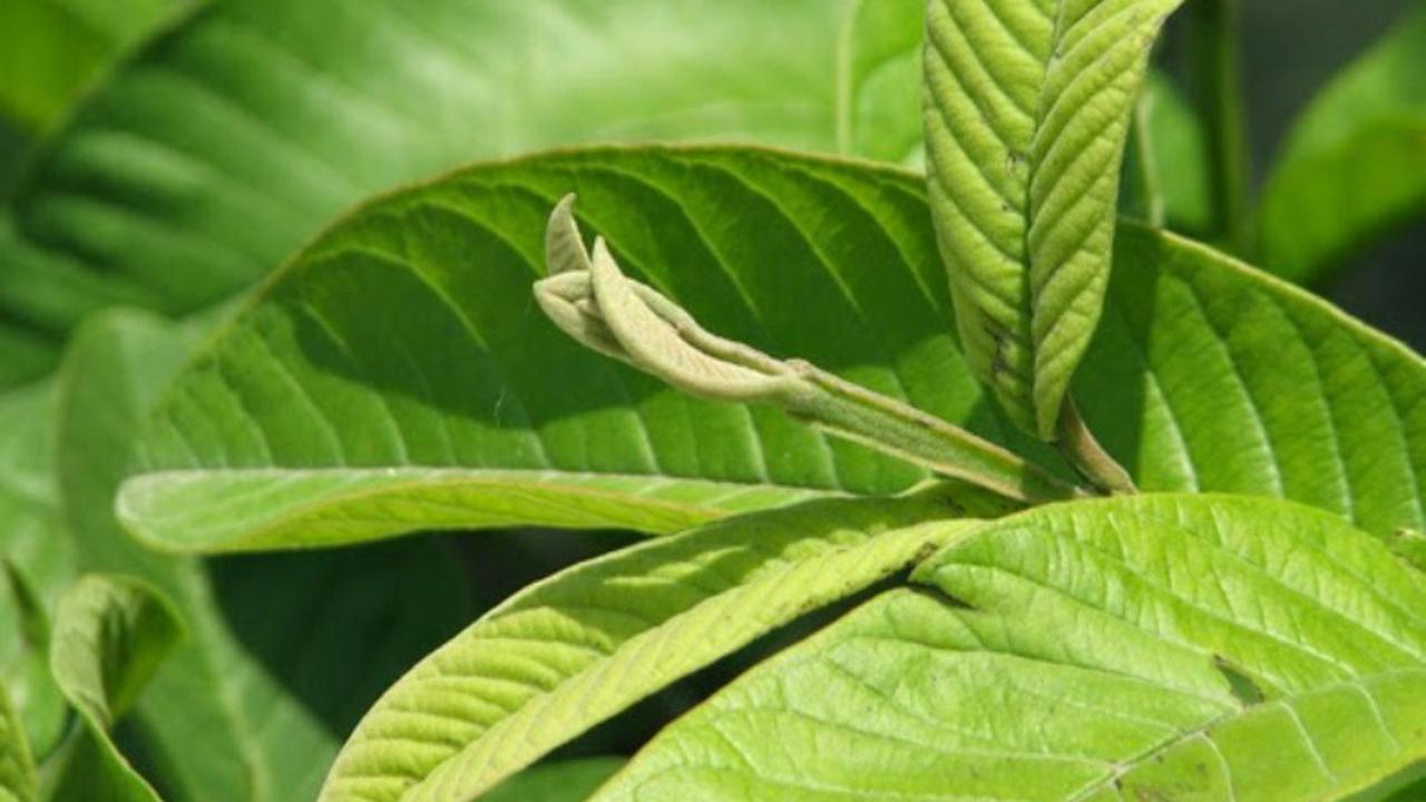 10 Manfaat Daun Jambu Biji Untuk Kesehatan