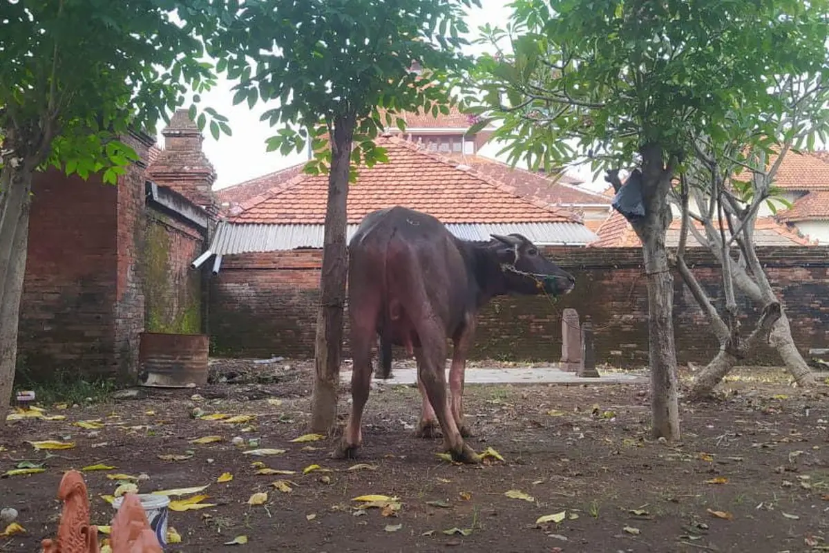 Idul Adha di Kudus