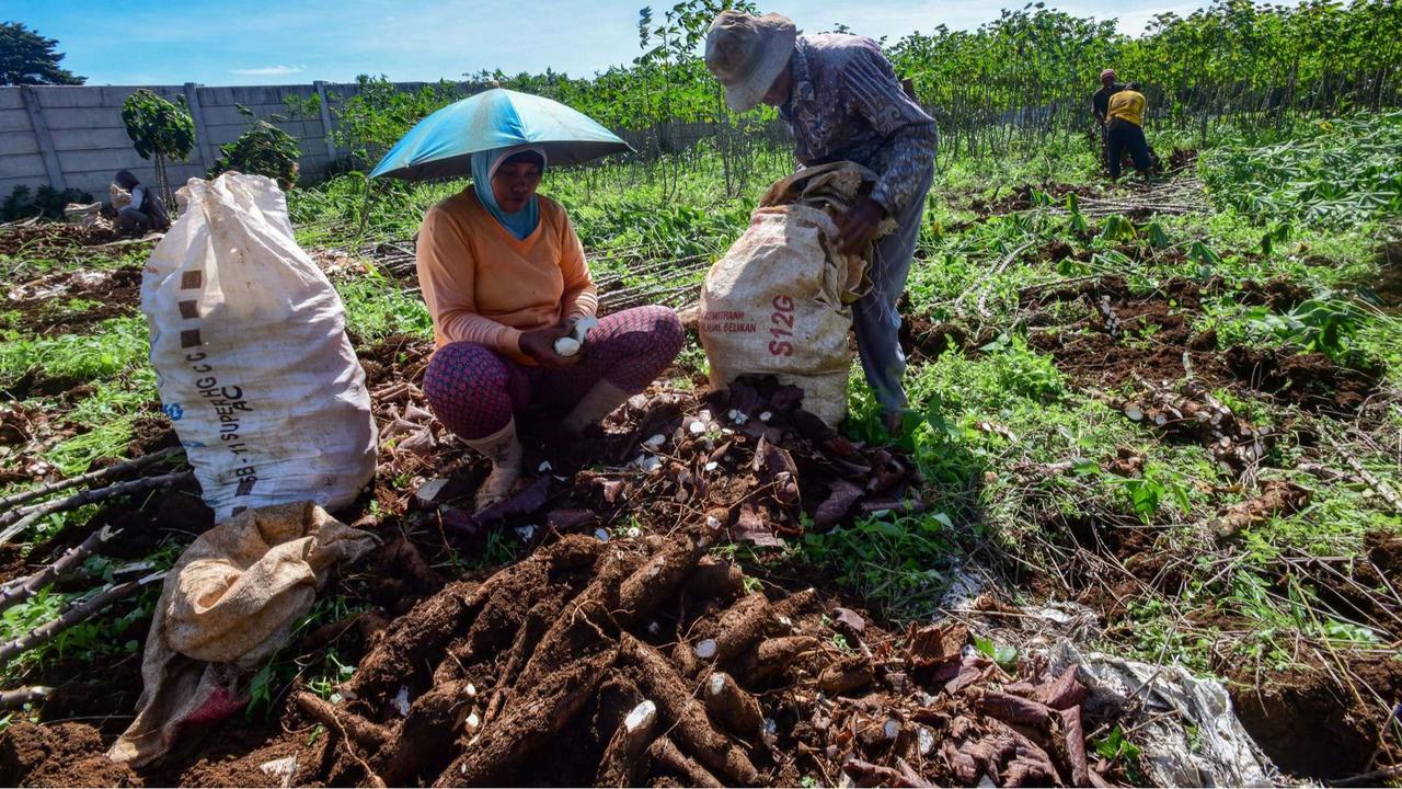 Petani menjerit harga singkong anjlok
