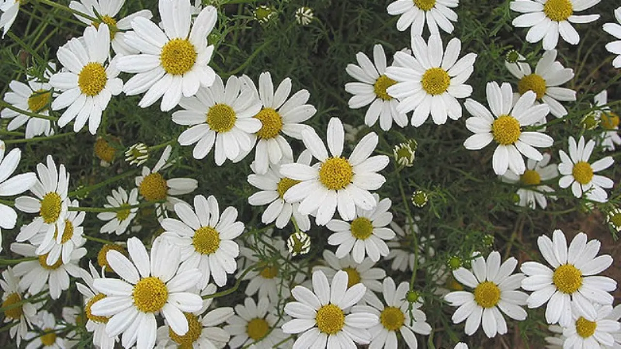 Chamomile. Source: Tumblr