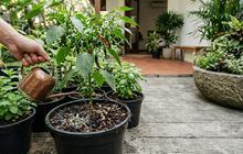 7 Cara Menyiram Tanaman Saat Cuaca Panas agar Tidak Cepat Layu
