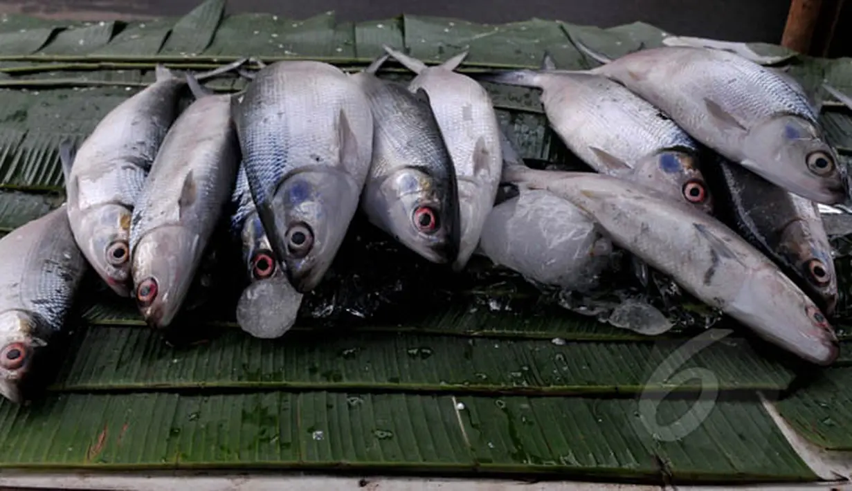 Menjelang perayaan Hari Imlek, pedagang musiman ikan bandeng mulai marak di pasar kawasan Rawa Belong, Jakarta, Rabu (18/2). Ikan bandeng berukuran besar dijual mulai dari harga 40 ribu-60 ribu rupiah. (Liputan6.com/Johan Tallo)