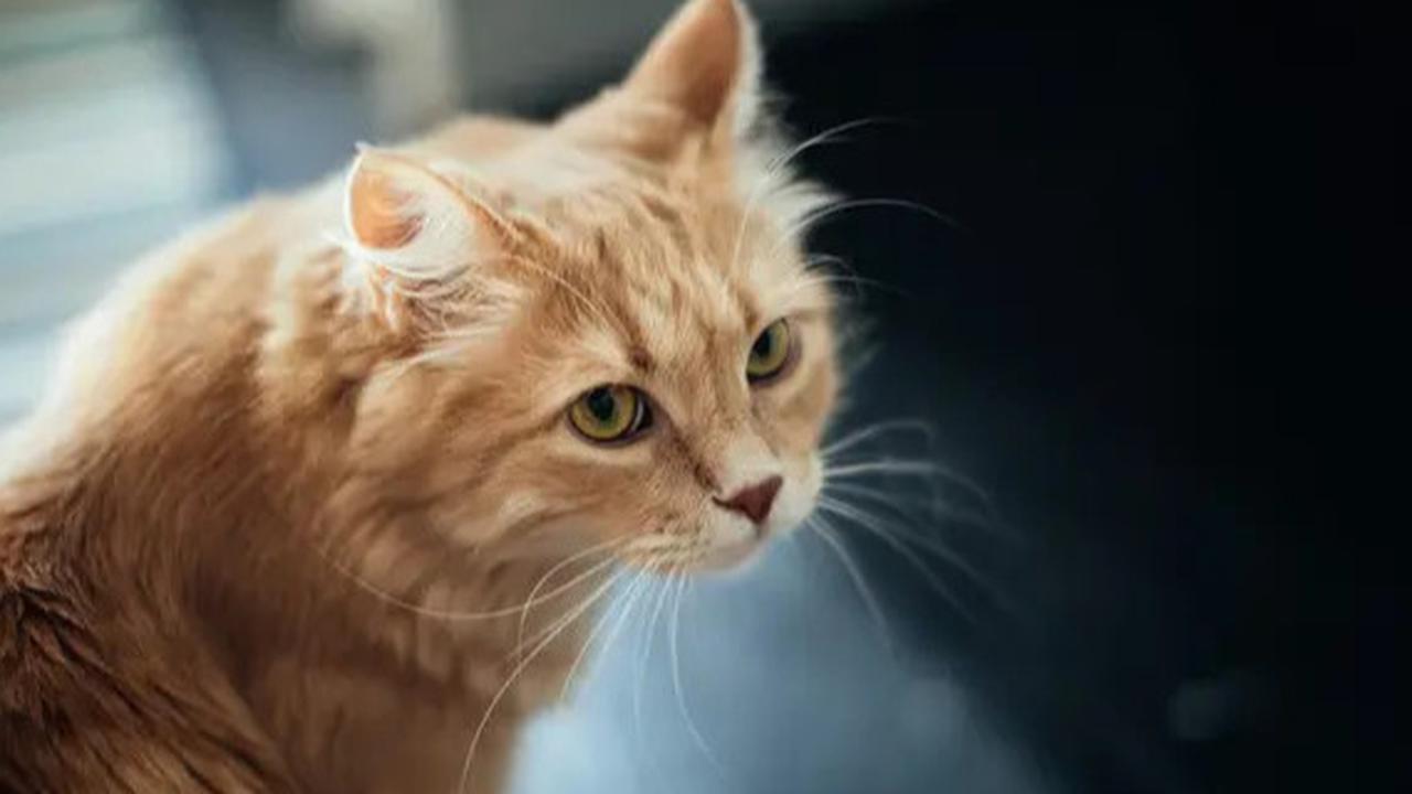 Cara Agar Kucing Liar Tak Pipis Sembarangan di Rumah hingga Motor, Ketahui juga Penyebabnya