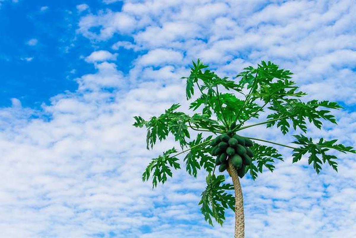 7 Jenis Tanaman Kebun Mini yang Sebaiknya Tidak Ditanam Dekat Rumah