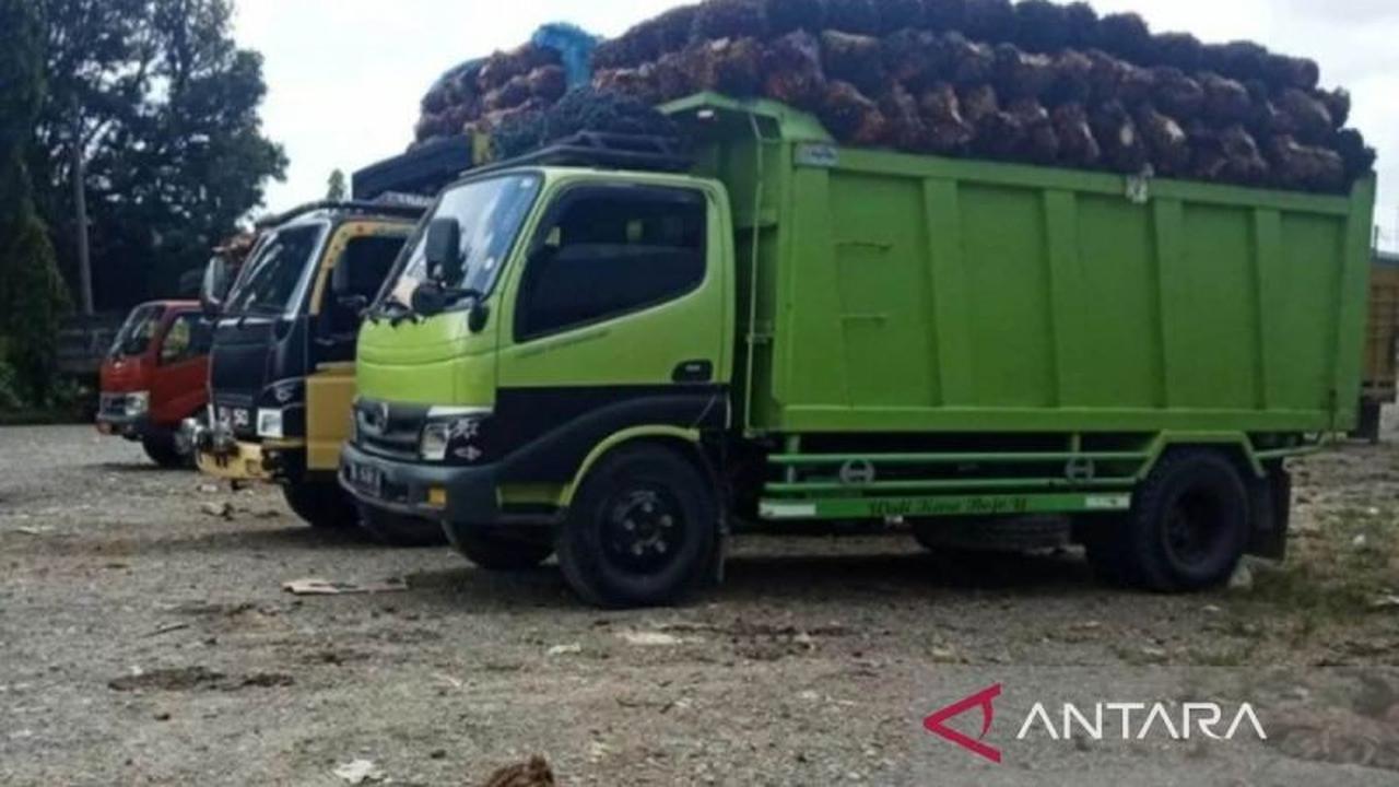 Pemkab Aceh Barat Ingatkan PKS Beli Harga TBS Petani Sesuai Ketetapan Pemerintah