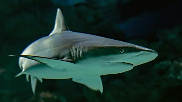 Shark