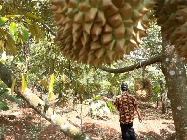 4 Agrowisata Durian Jatim Rekomendasi Liburan Paling Nikmat Surabaya Liputan6 Com
