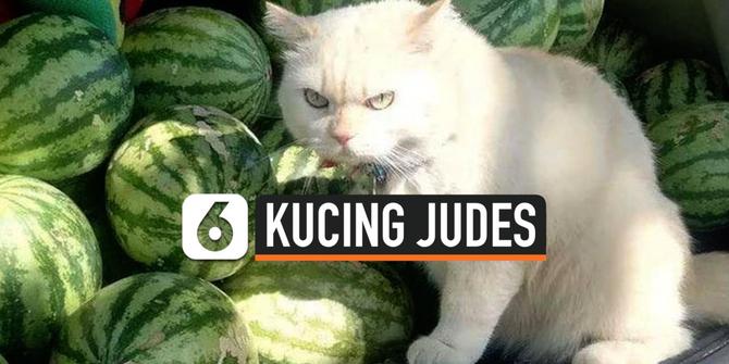 VIDEO: Viral, Kucing Penjual Semangka Bertampang Judes