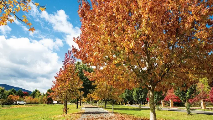 Liburan musim gugur ke Australia