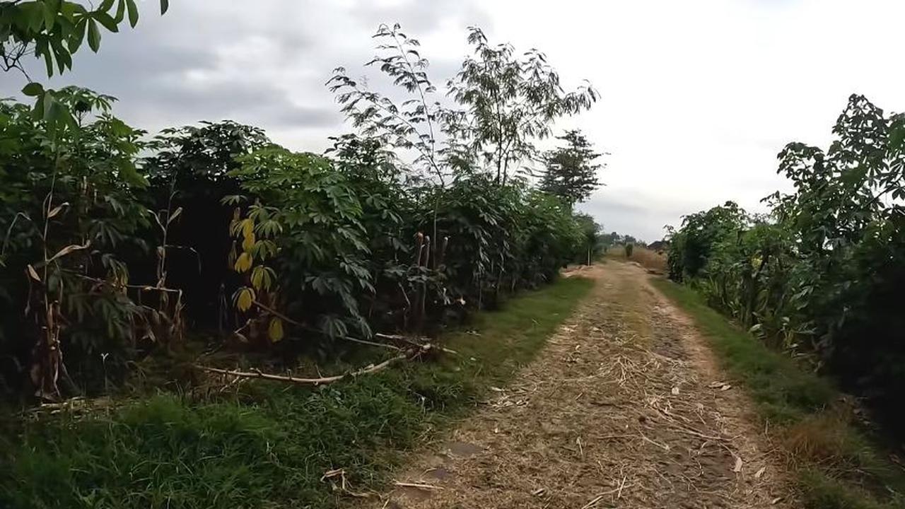 Sementara di siang hari, beginilah kondisi dan suasana di Alas Sukun. Nyaris nampak tak ada kehidupan dan banyak dipenuhi dengan tanaman kayu putih dan hanya ada jalan setapak sebagai aksesnya. <br>