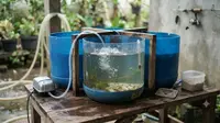 Cara Membuat Tempat Penetasan Benih Lele dari Galon Bekas, Hemat Biaya Hasil Maksimal
